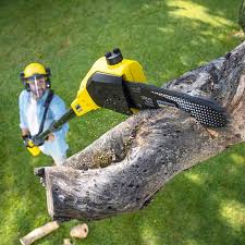 Best Lawn Disease Treatment  in Markesan, WI